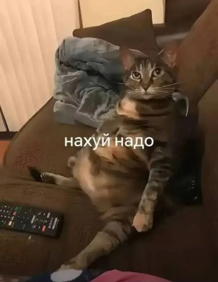 Кат лежит на диване, надпись "нахуй надо